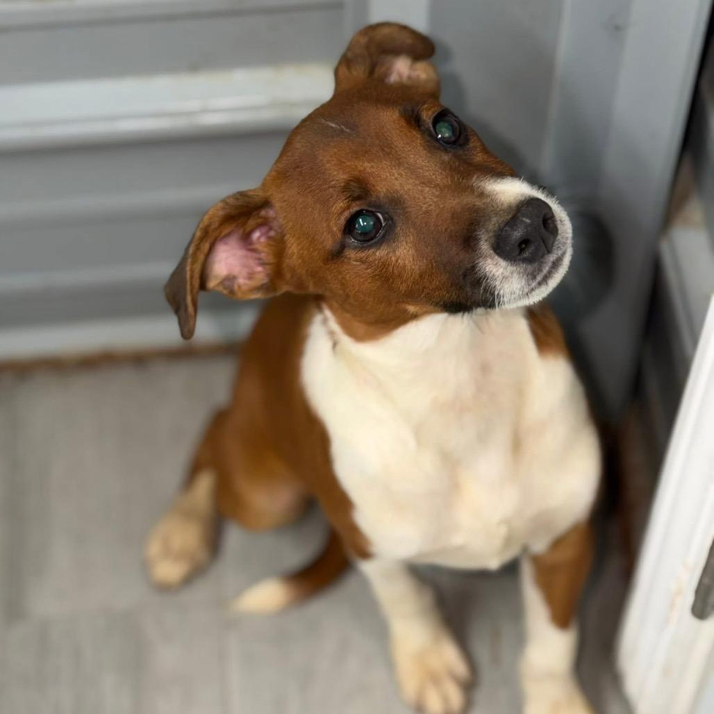 Enlarge Twix, a Adoptable Australian Shepherd in Princeton, KY image 2/2