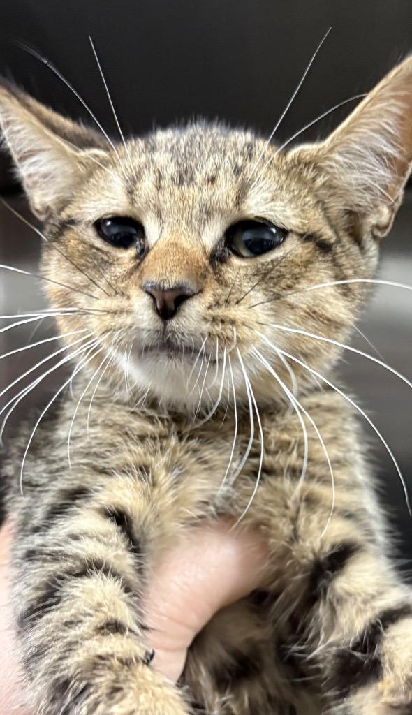 Tinsley, Adoptable, Kitten Female Domestic Short Hair.
