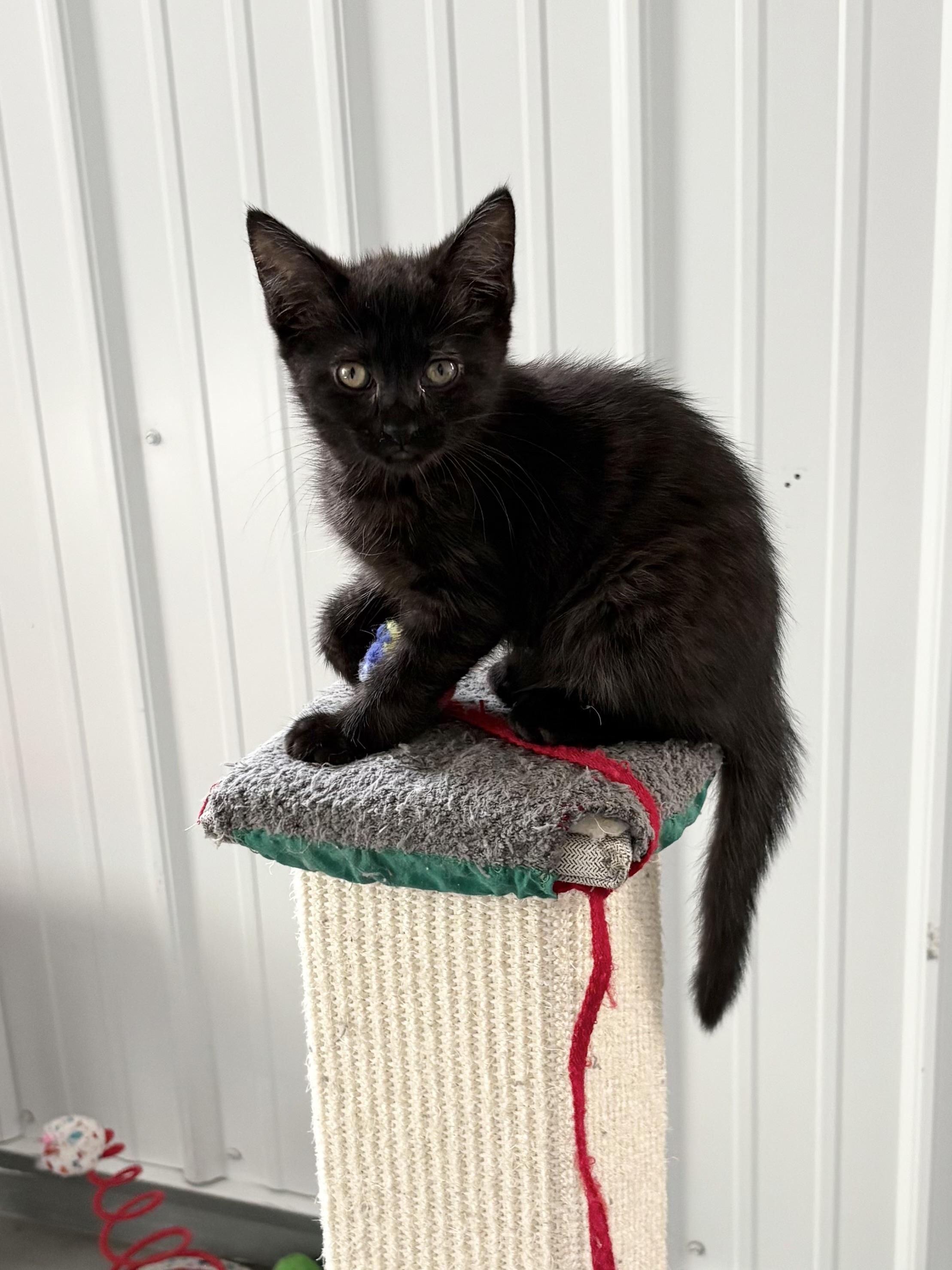 Raven, Baby Female American Shorthair