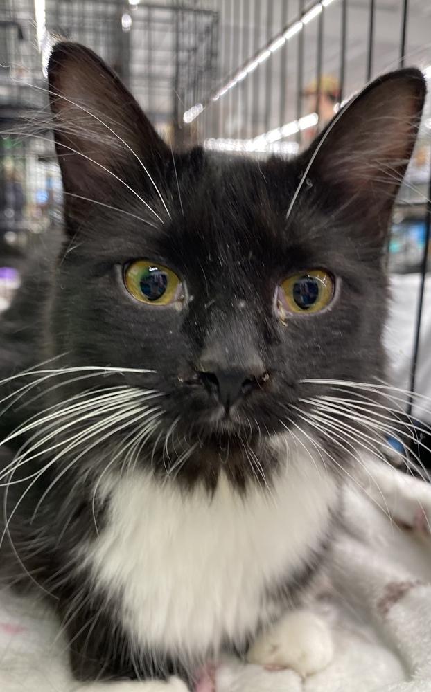 Martina, Adoptable, Young Female Domestic Medium Hair.