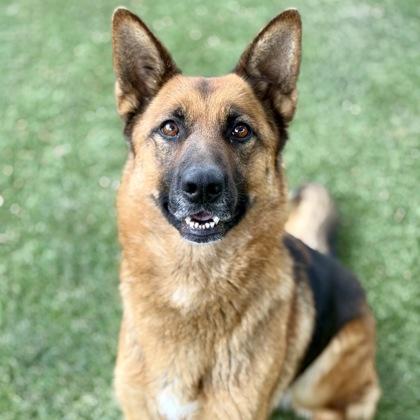 Nectarine, ADOPTABLE, Adult Female German Shepherd Dog.