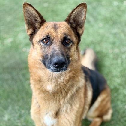 Enlarge Nectarine, a ADOPTABLE mixed breed in Red Bluff, CA image 2/3