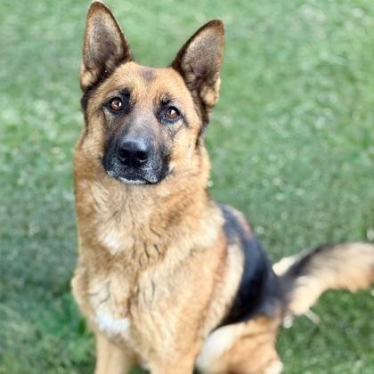 Enlarge Nectarine, a ADOPTABLE mixed breed in Red Bluff, CA image 3/3