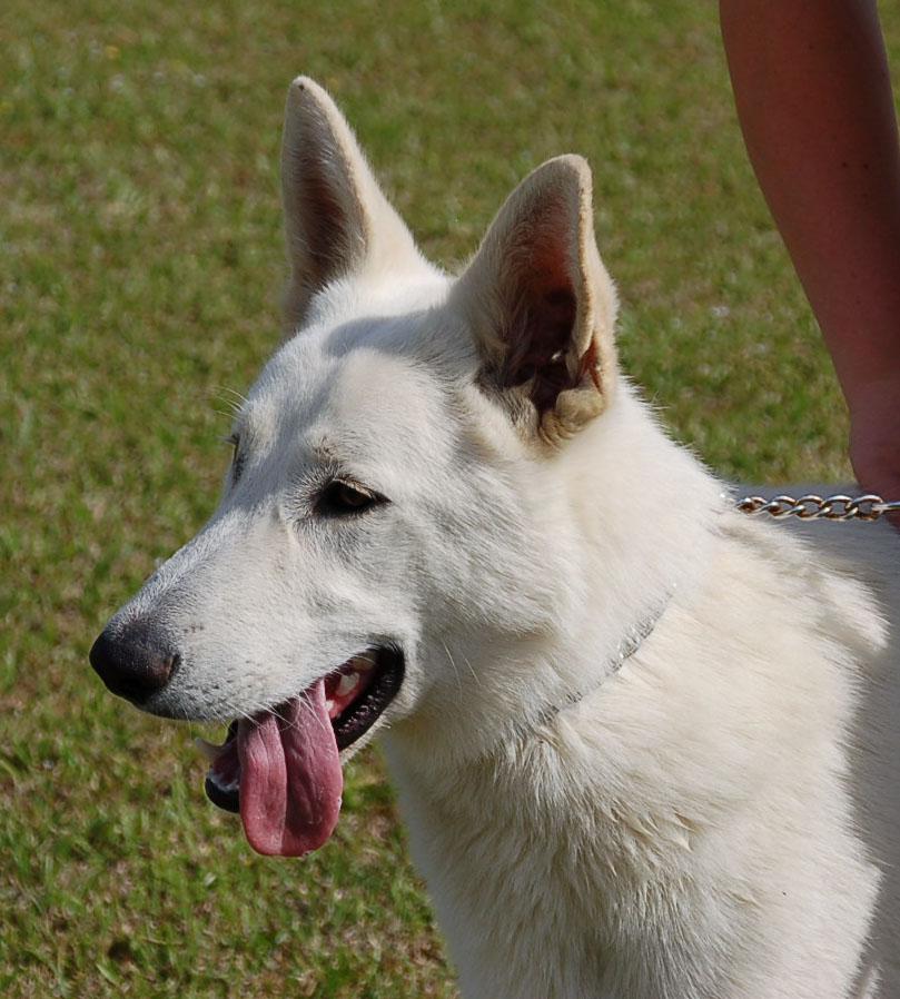 Enlarge MILLO, a ADOPTABLE German Shepherd Dog in Preston, CT image 5/6