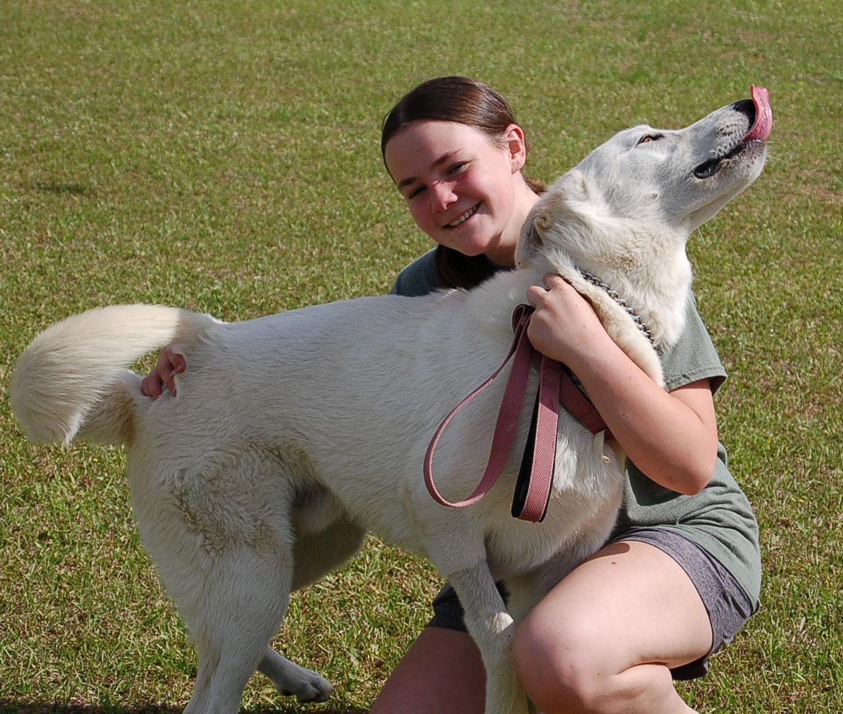 Enlarge MILLO, a ADOPTABLE German Shepherd Dog in Preston, CT image 4/6