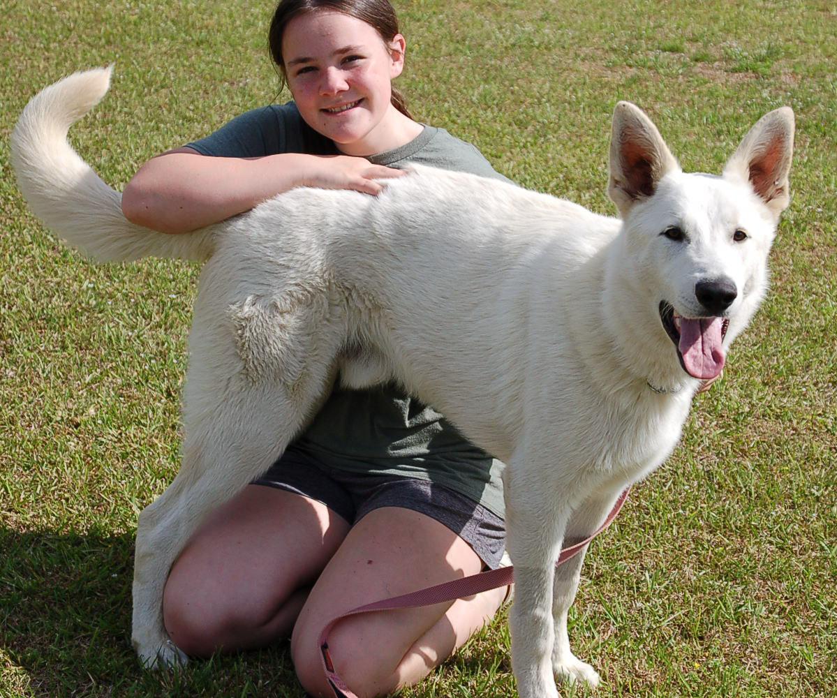 Enlarge MILLO, a ADOPTABLE German Shepherd Dog in Preston, CT image 2/6