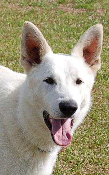 Enlarge MILLO, a ADOPTABLE German Shepherd Dog in Preston, CT image 1/6