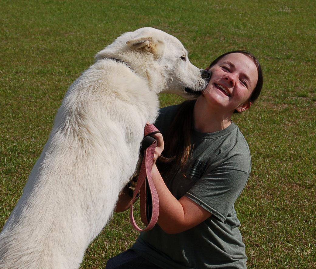 Enlarge MILLO, a ADOPTABLE German Shepherd Dog in Preston, CT image 6/6