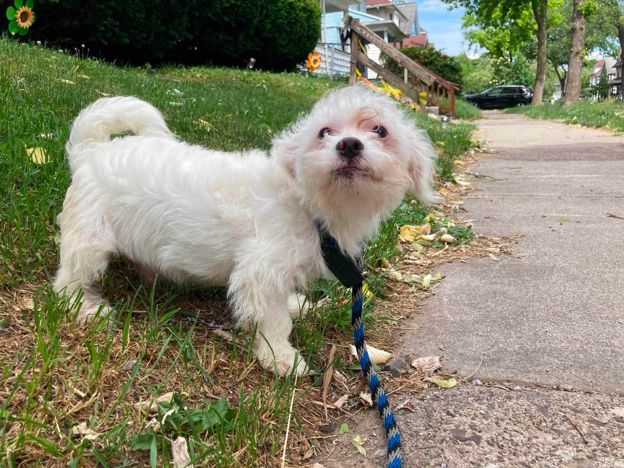 Enlarge Aldwin, a Adopted West Highland White Terrier / Westie in Rochester, NY image 3/4