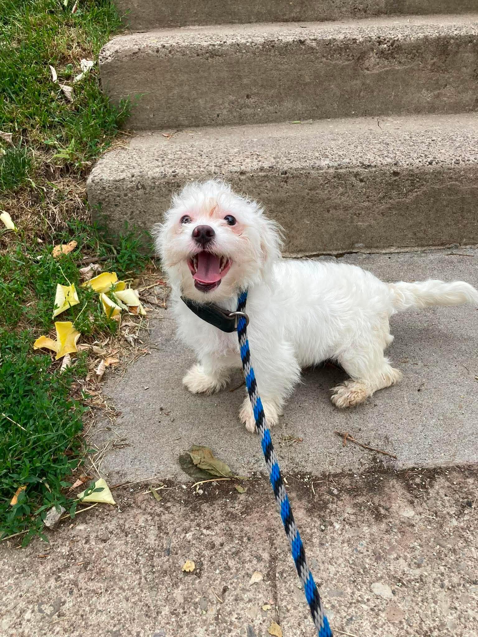 Enlarge Aldwin, a Adopted West Highland White Terrier / Westie in Rochester, NY image 4/4