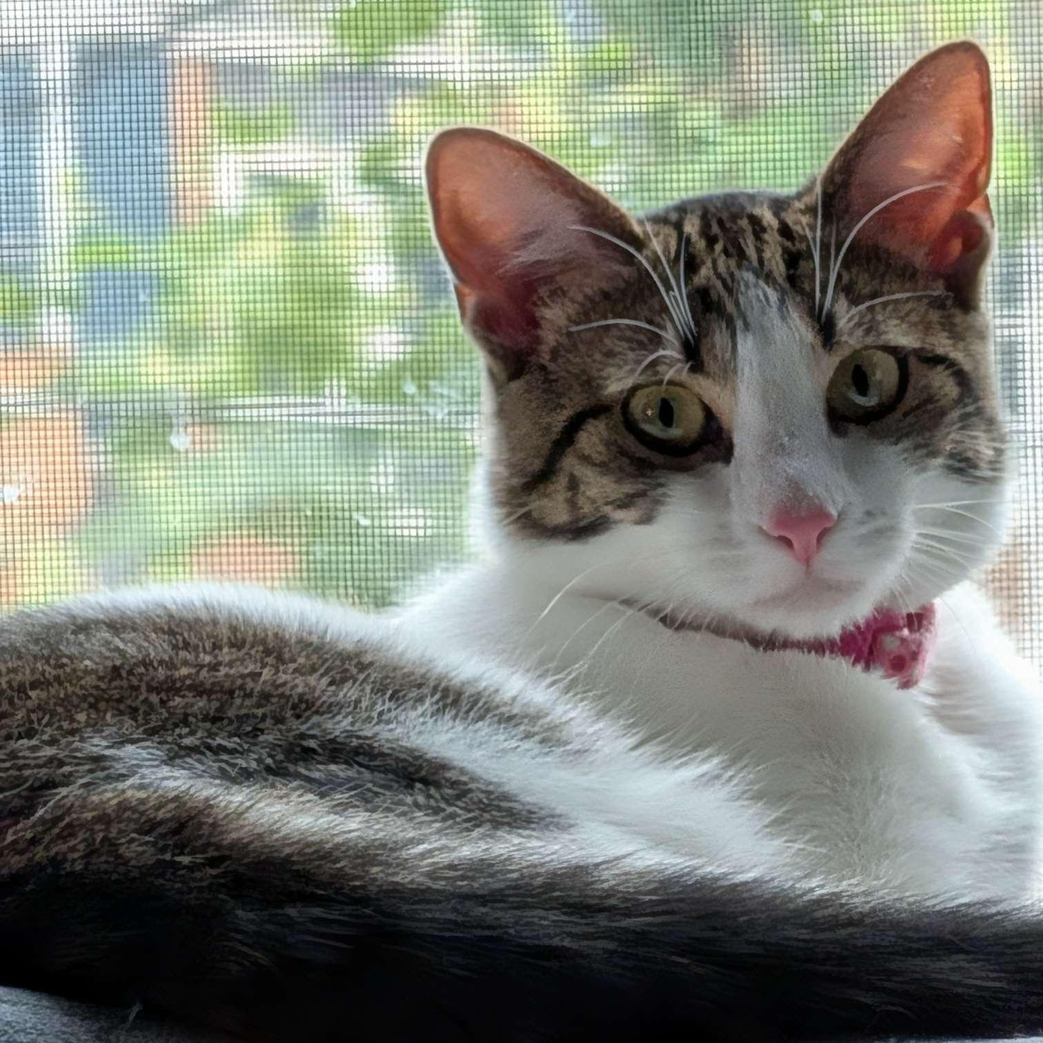 Lily, a Adoptable Domestic Short Hair in Weehawken, NJ image 2/6
