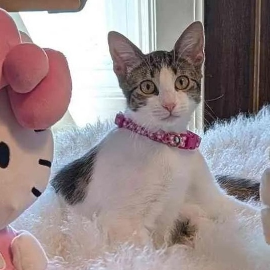 Lily, a Adoptable Domestic Short Hair in Weehawken, NJ image 4/6