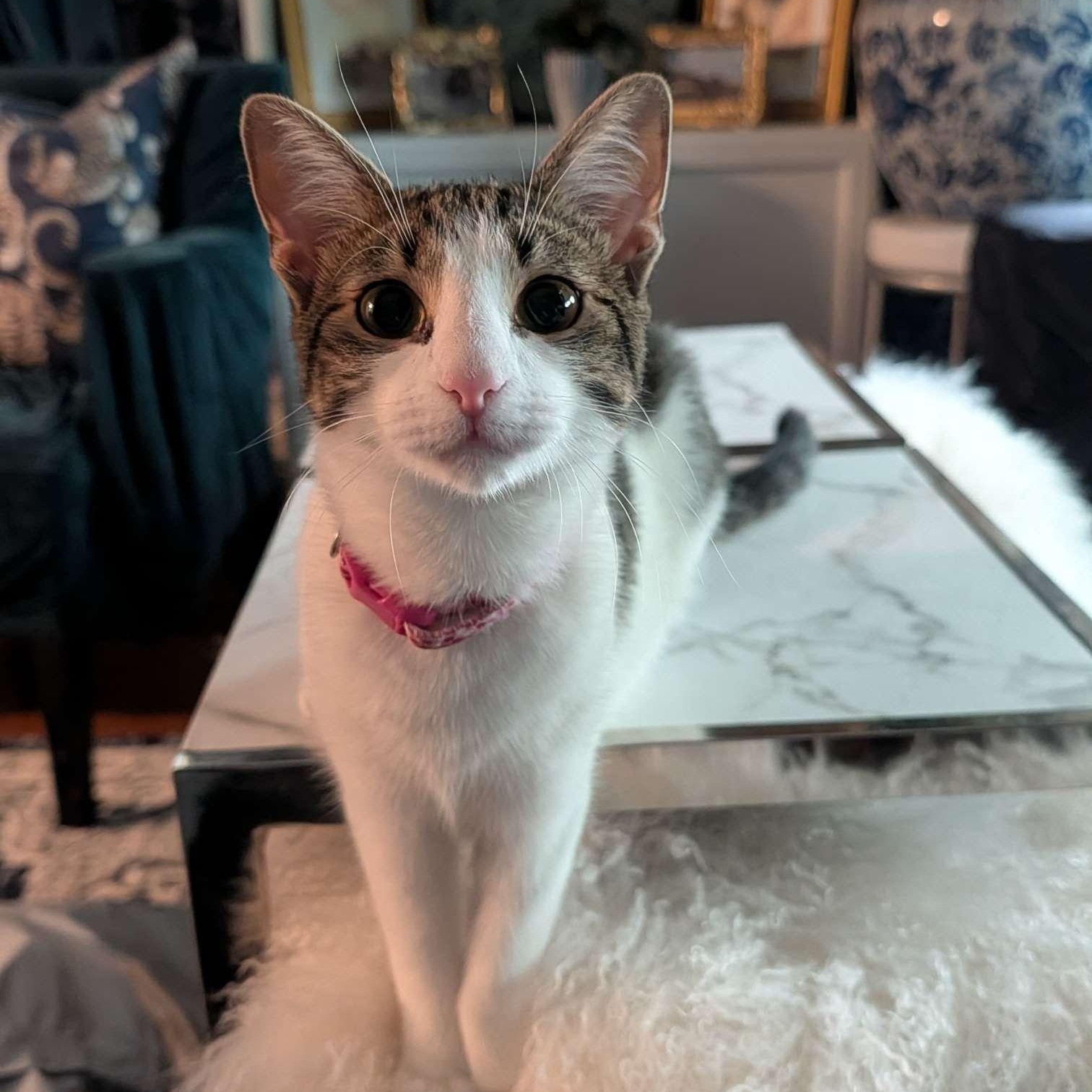 Lily, Adoptable, Kitten Female Domestic Short Hair.