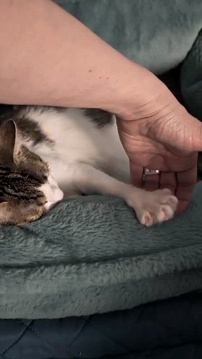 Enlarge Lily, a Adoptable Domestic Short Hair in Weehawken, NJ video 6/6