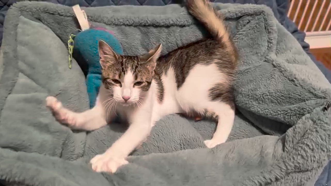 Enlarge Lily, a Adoptable Domestic Short Hair in Weehawken, NJ video 5/6