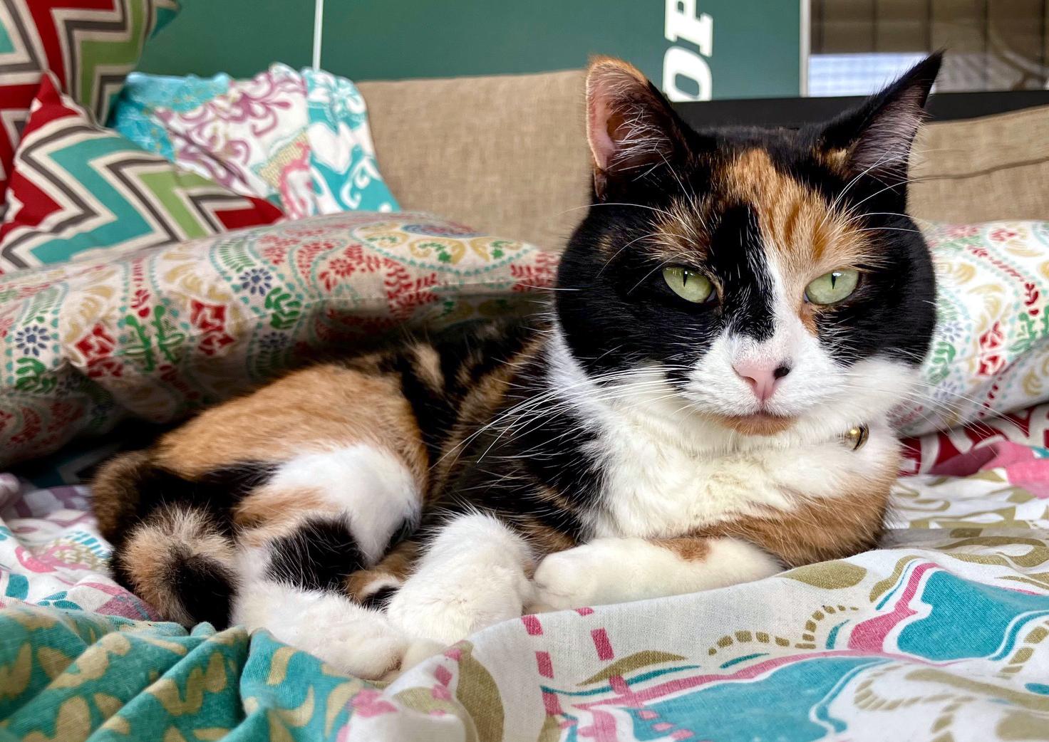 Roo, adoptable, Adult Female Domestic Short Hair.