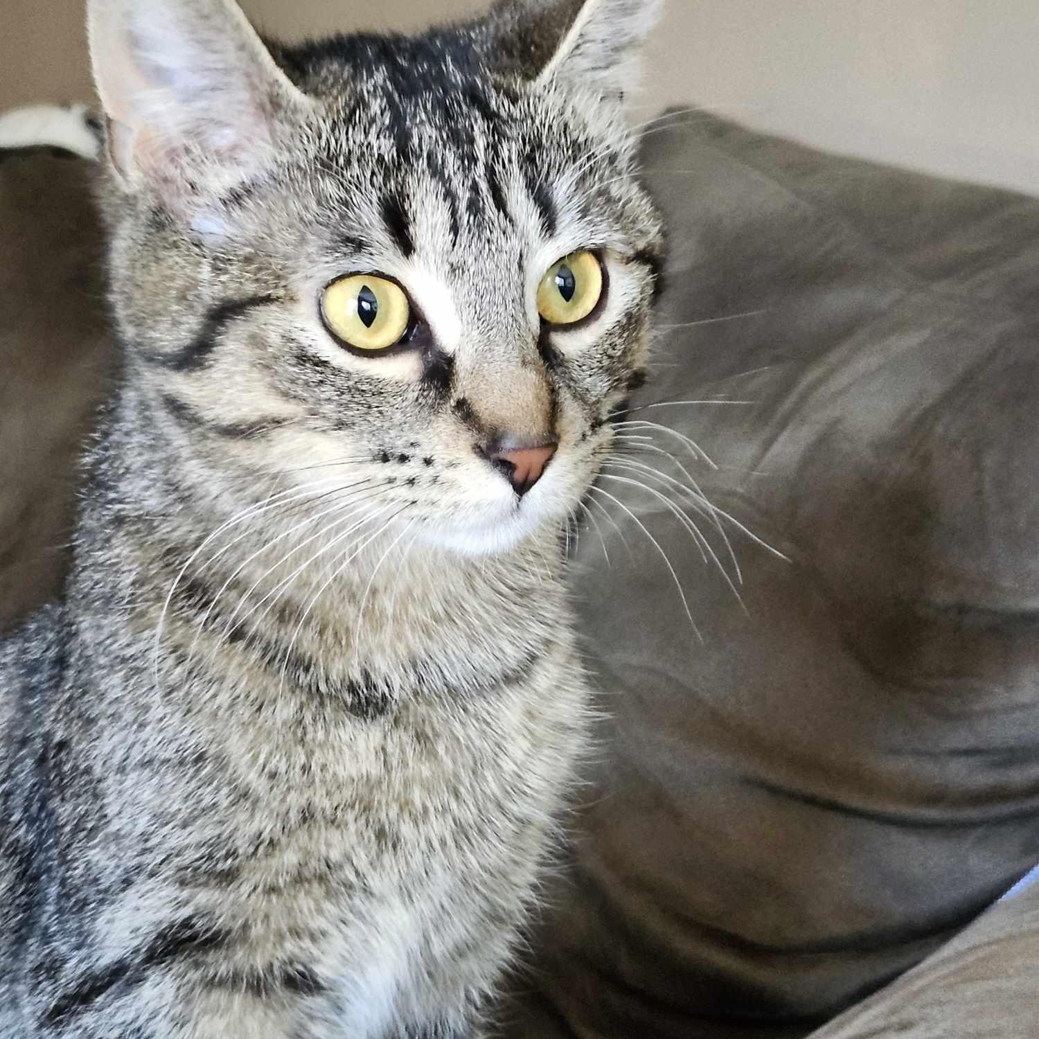 Pip (less than a year old), Young Female Domestic Short Hair