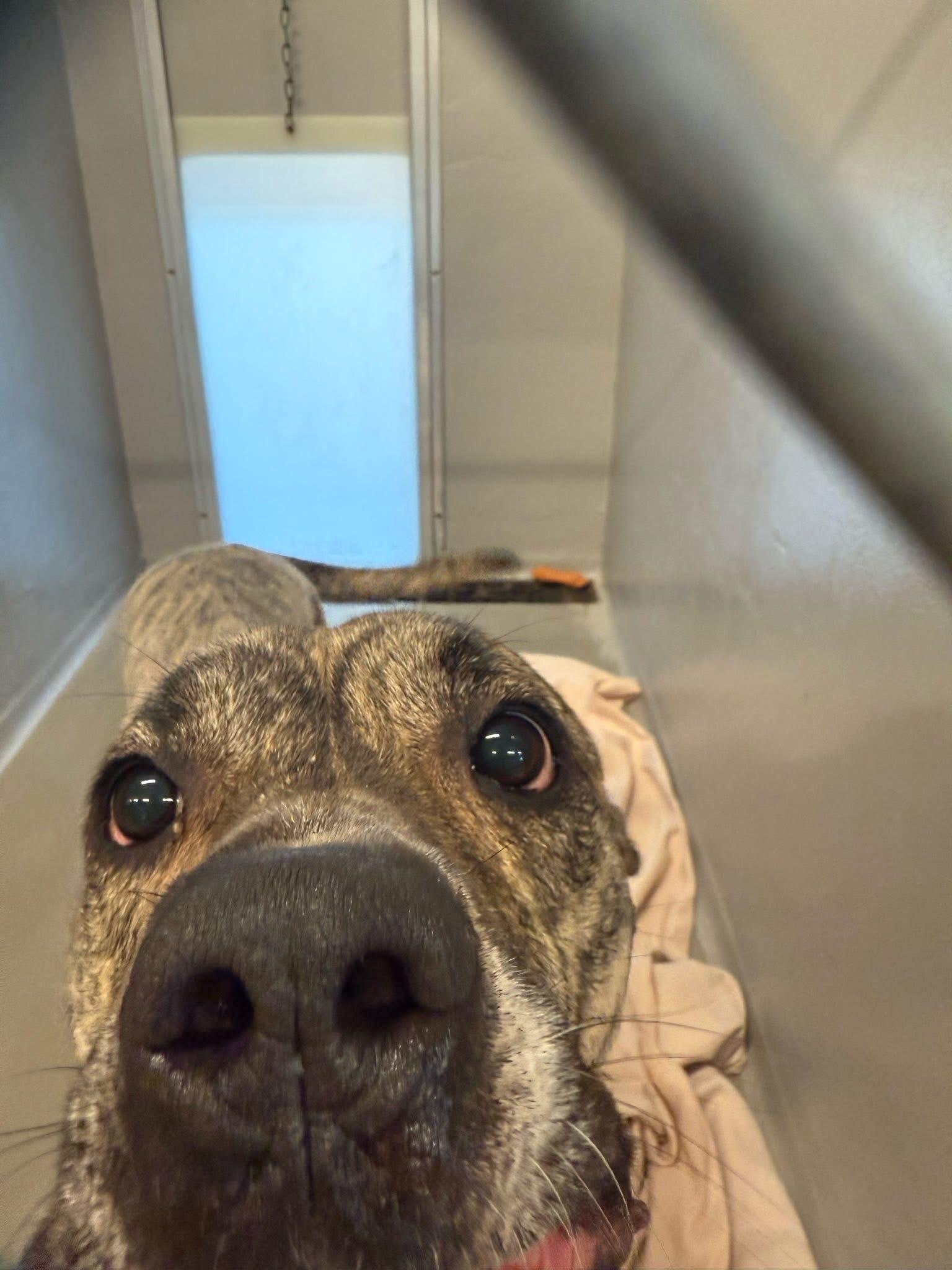 Enlarge Mamas, a Adoptable Mixed Breed in Egg Harbor Township, NJ image 5/6