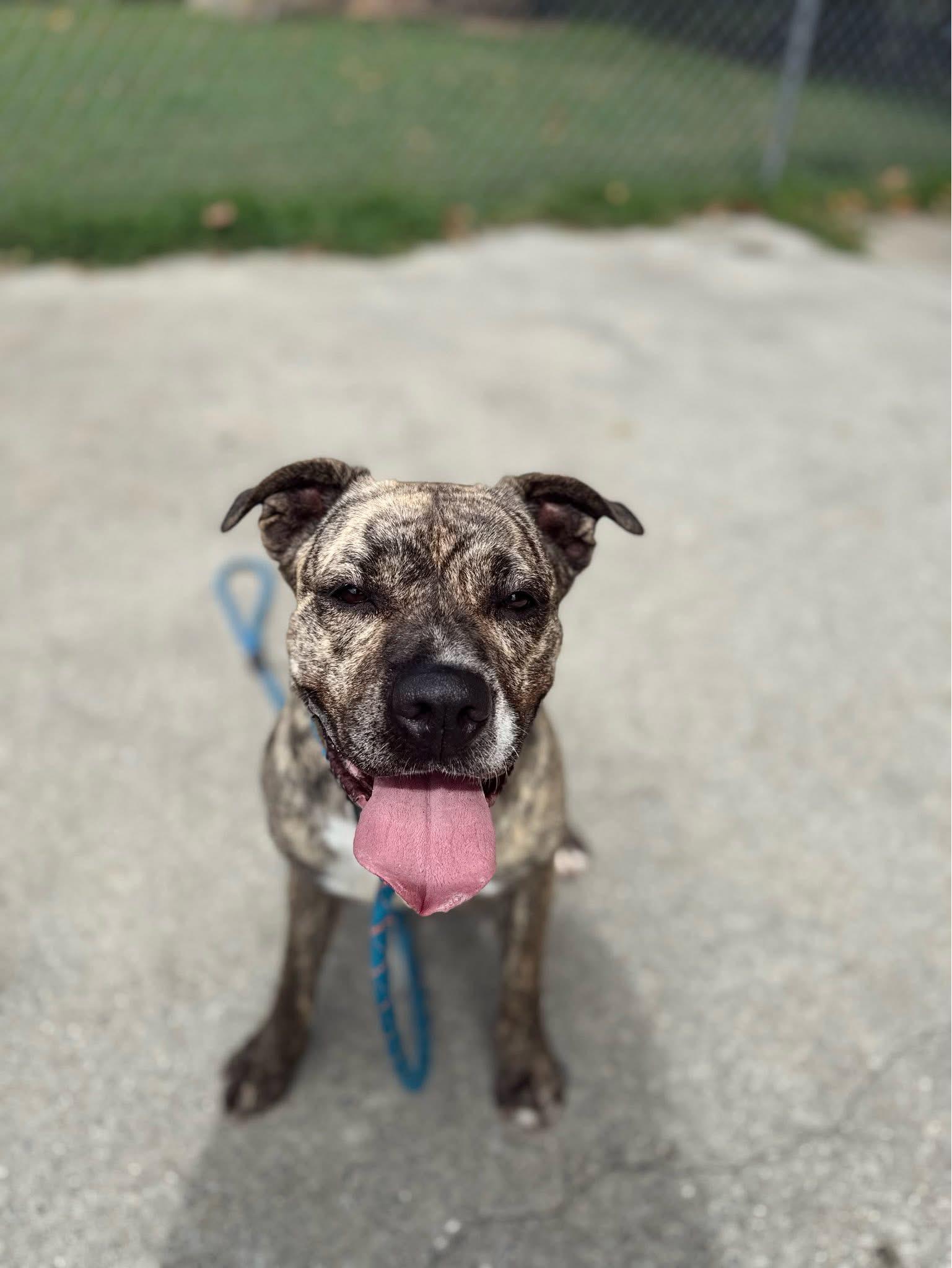 Enlarge Mamas, a Adoptable Mixed Breed in Egg Harbor Township, NJ image 2/6