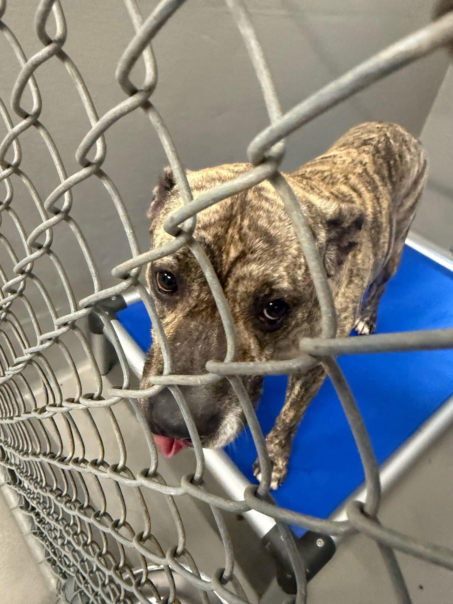 Enlarge Mamas, a Adoptable Mixed Breed in Egg Harbor Township, NJ image 3/6