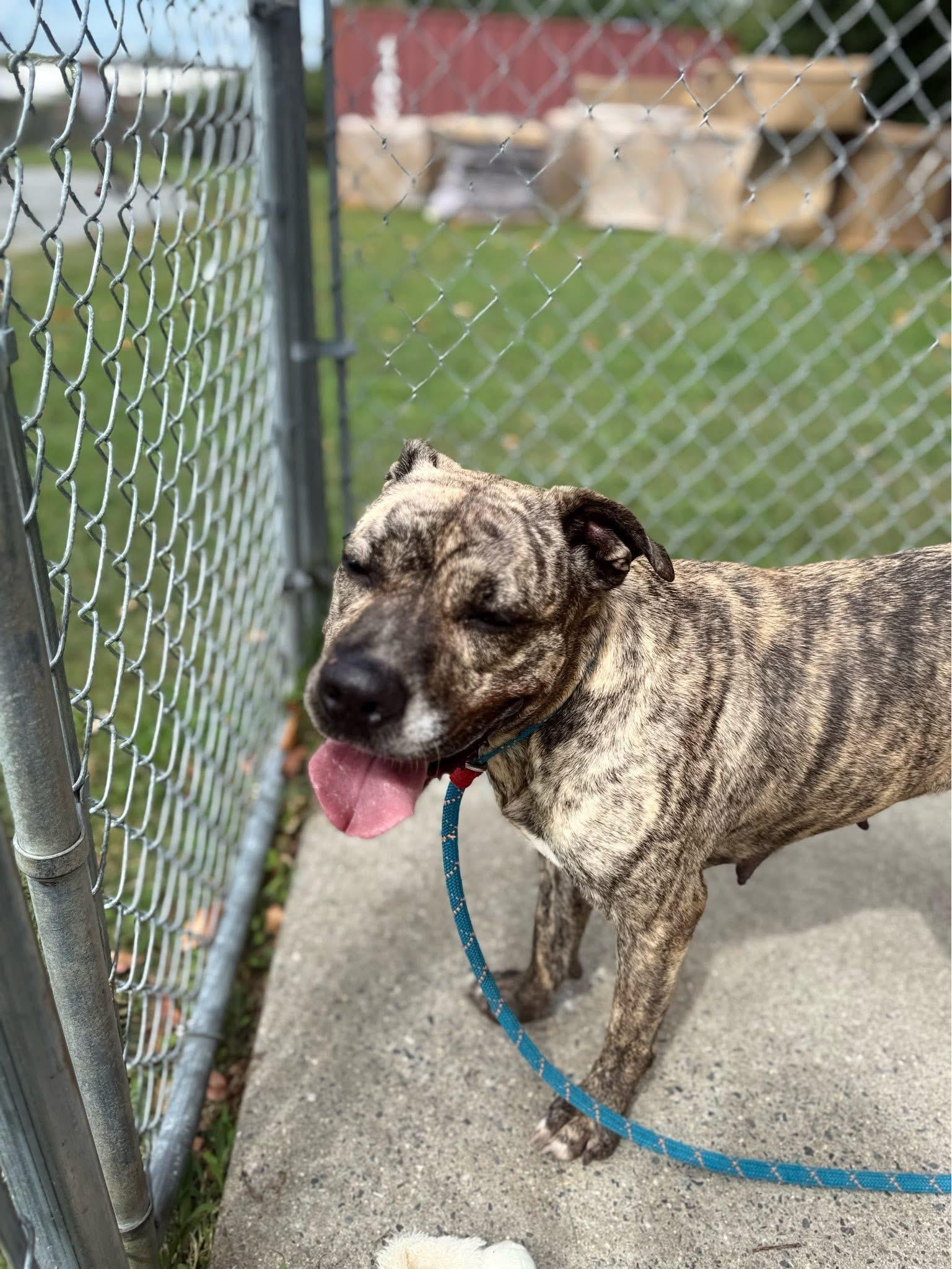 Enlarge Mamas, a Adoptable Mixed Breed in Egg Harbor Township, NJ image 4/6