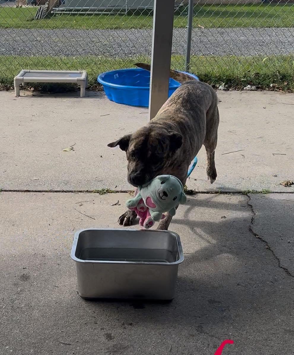 Enlarge Mamas, a Adoptable Mixed Breed in Egg Harbor Township, NJ image 6/6