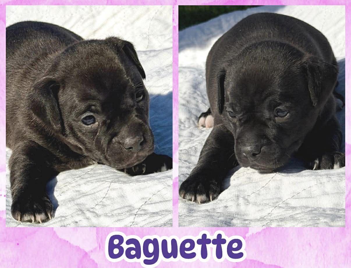 Baguette, ADOPTABLE, Puppy Female Chihuahua.