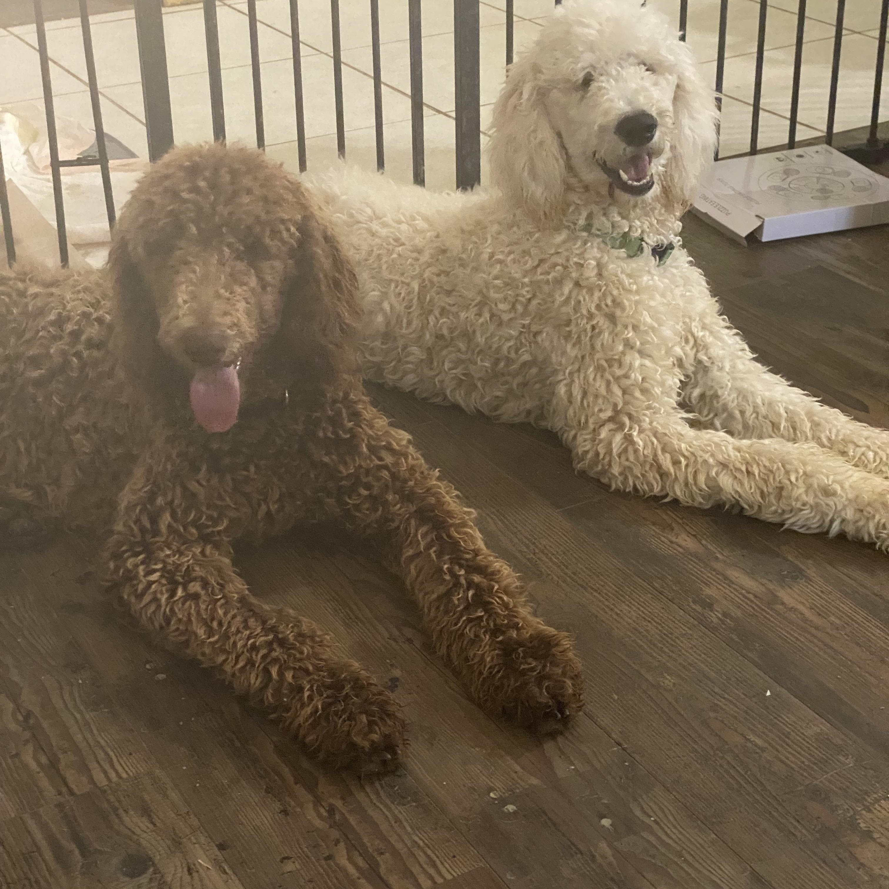 Obie, a Adoptable Standard Poodle in Moreno Valley, CA image 1/2