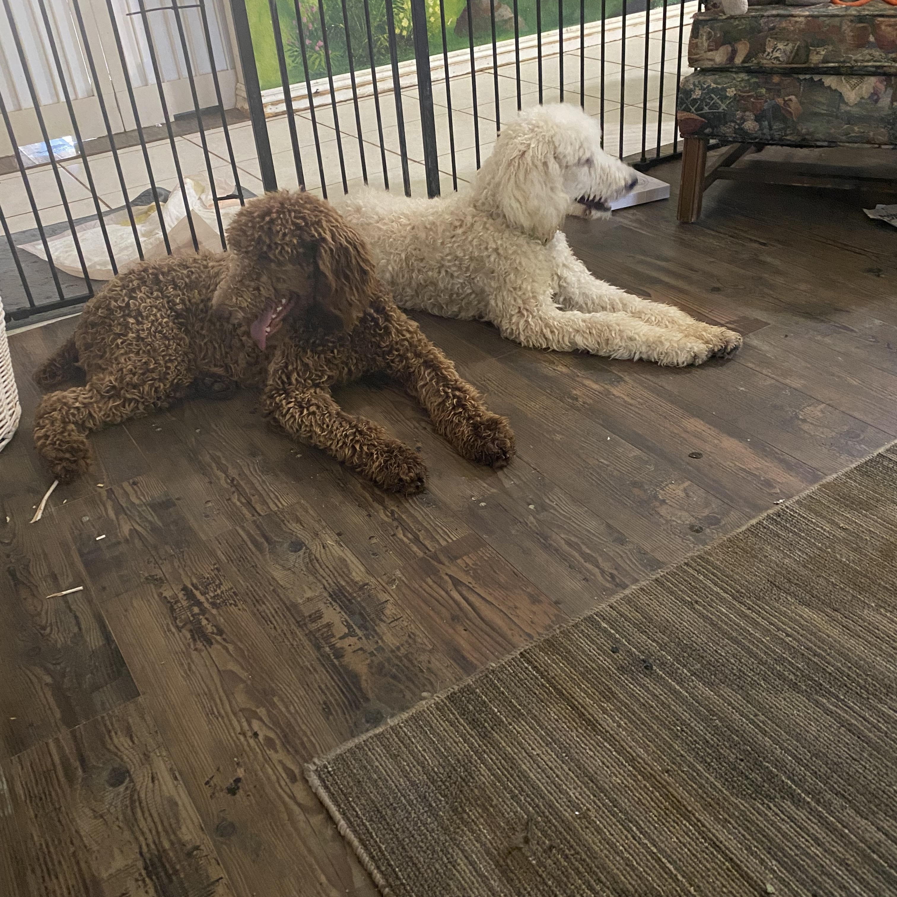 Obie, a Adoptable Standard Poodle in Moreno Valley, CA image 2/2