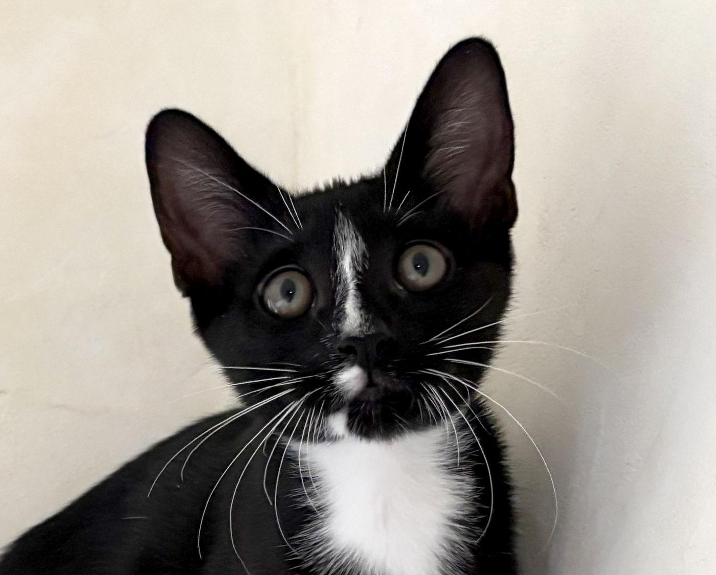 Stripe, ADOPTABLE, Kitten Male Domestic Short Hair.