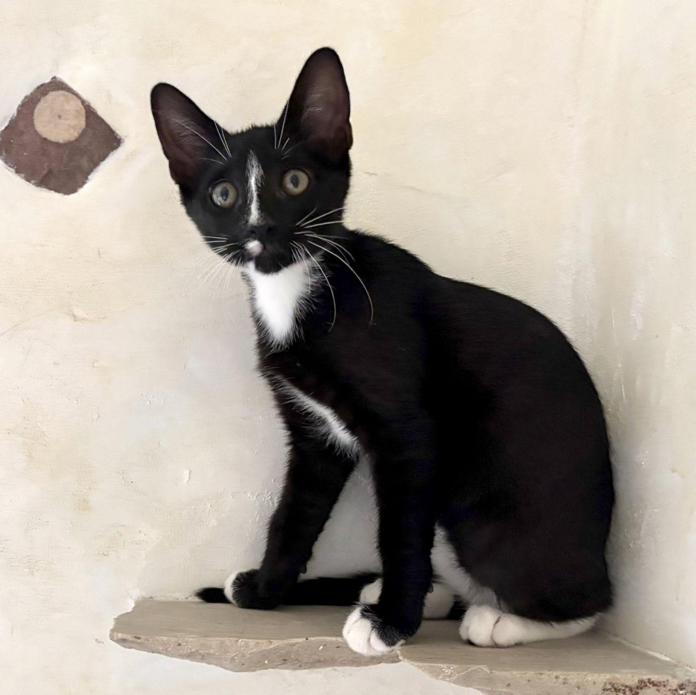 Stripe, a ADOPTABLE Domestic Short Hair in Manitou Springs, CO image 2/3