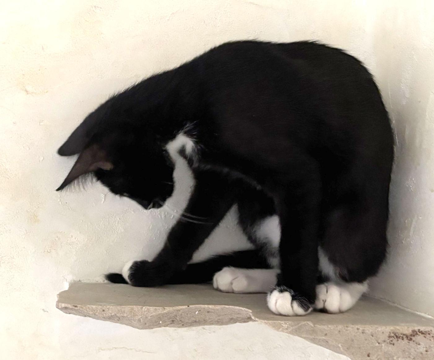 Stripe, a ADOPTABLE Domestic Short Hair in Manitou Springs, CO image 3/3