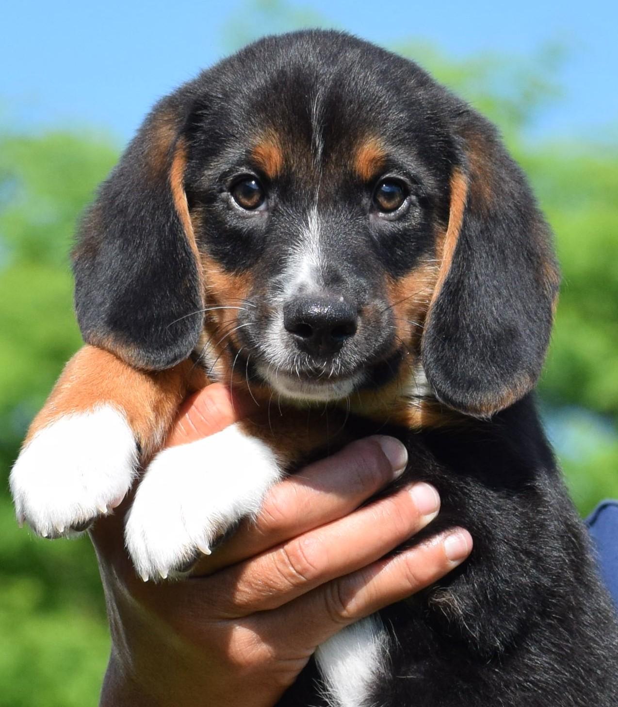 Enlarge Boston-Available www.lhar.dog to apply, an adoptable mixed breed in Frederick, MD image 3/6