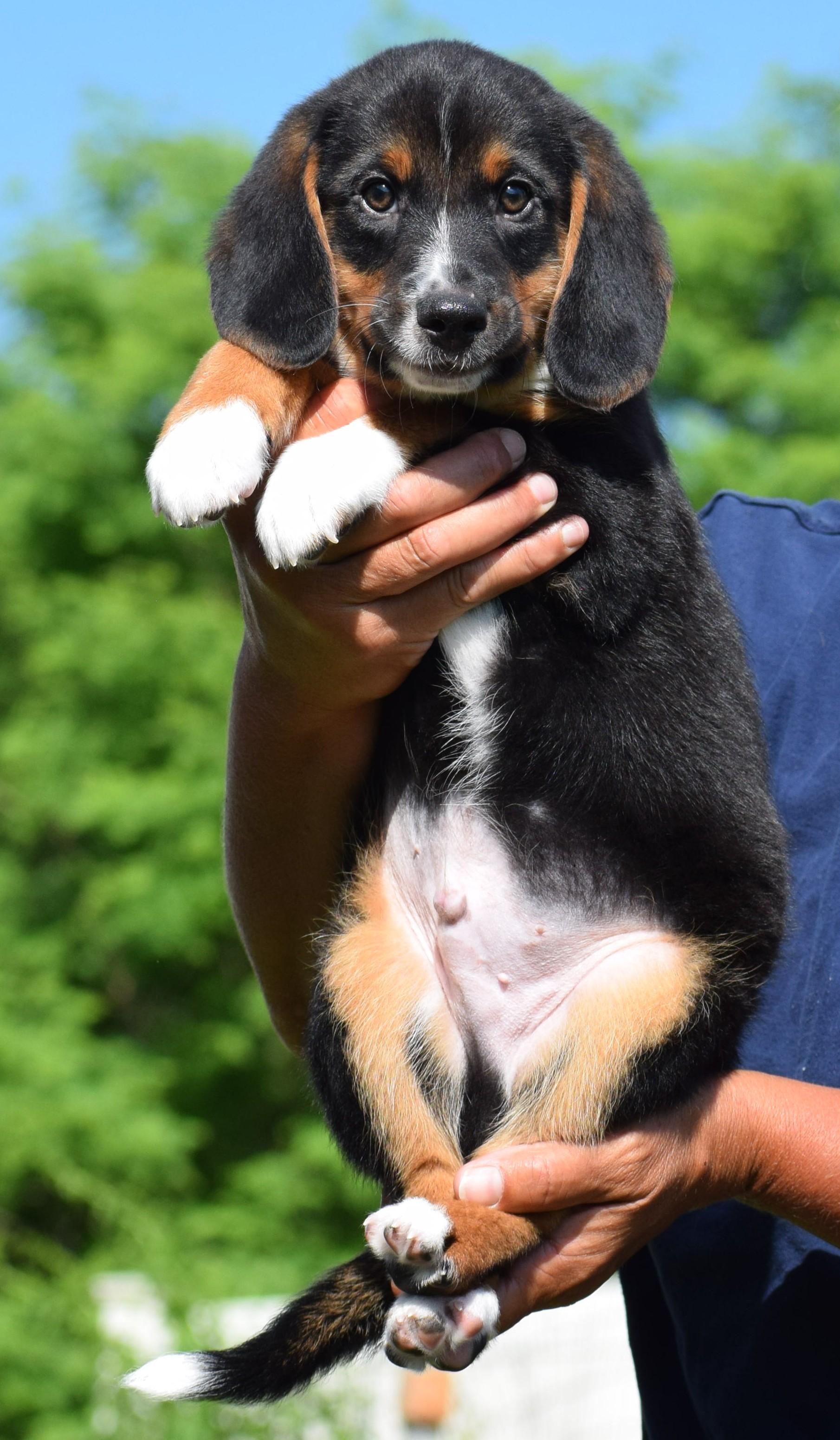 Enlarge Boston-Available www.lhar.dog to apply, an adoptable mixed breed in Frederick, MD image 2/6