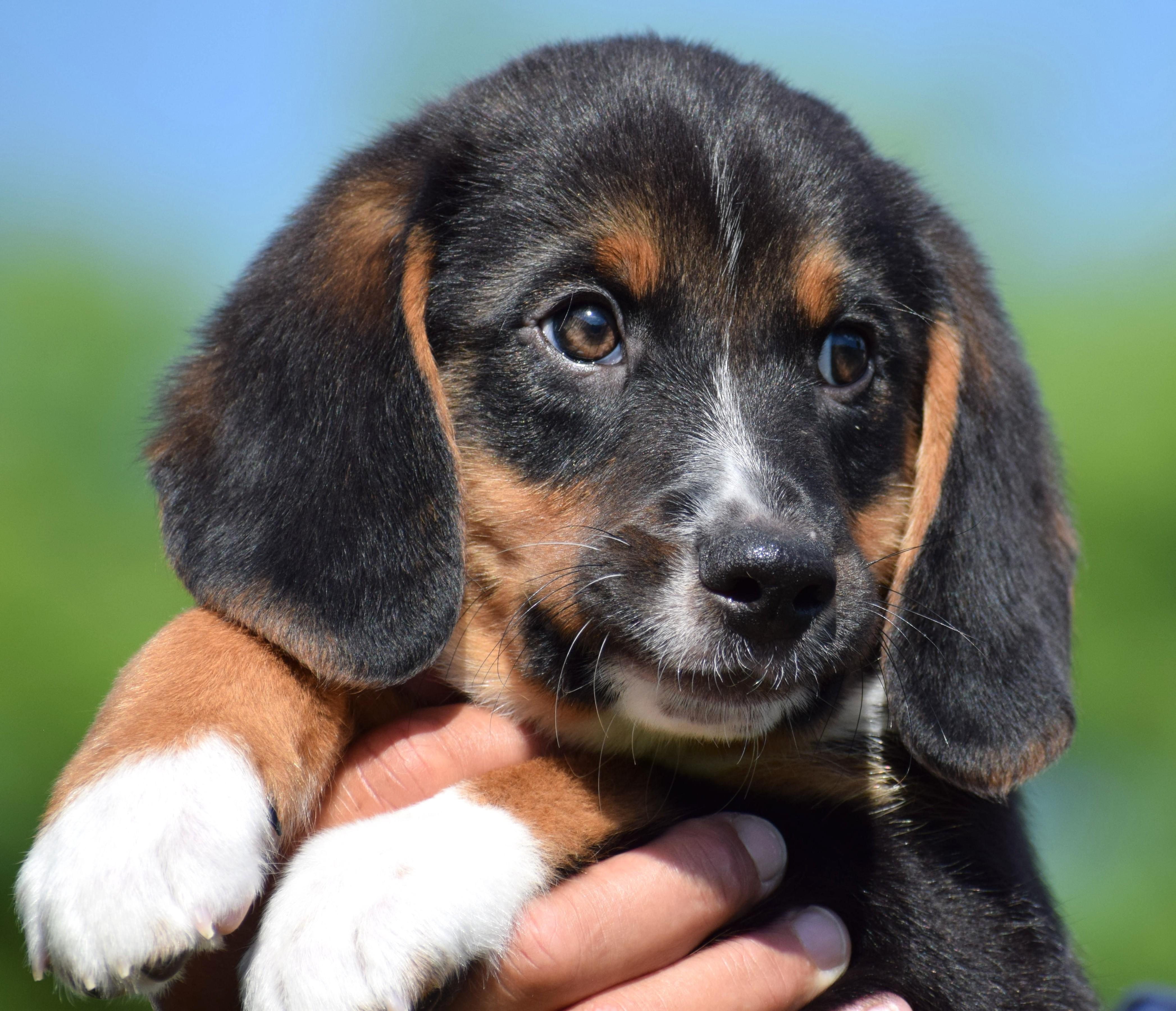 Enlarge Boston-Available www.lhar.dog to apply, an adoptable mixed breed in Frederick, MD image 5/6
