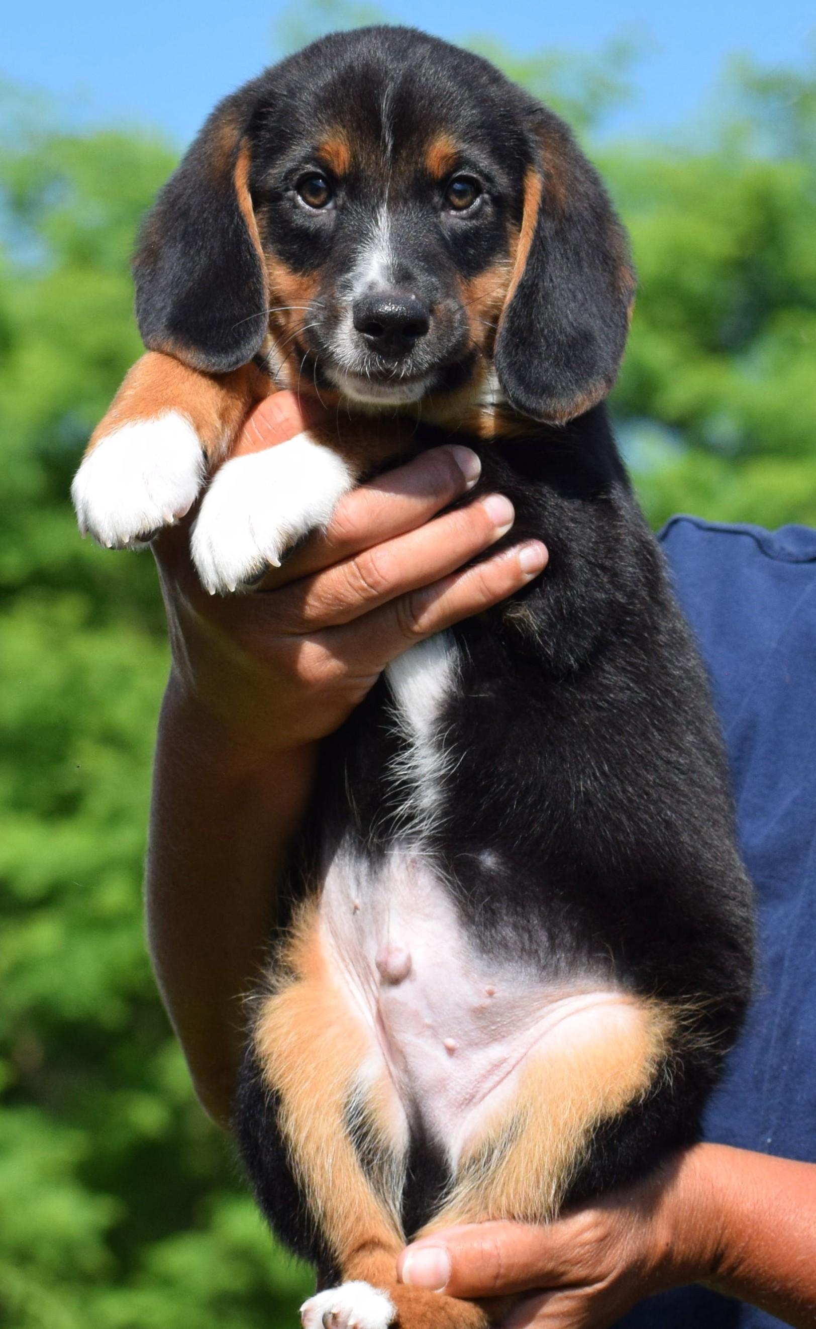 Enlarge Boston-Available www.lhar.dog to apply, an adoptable mixed breed in Frederick, MD image 4/6