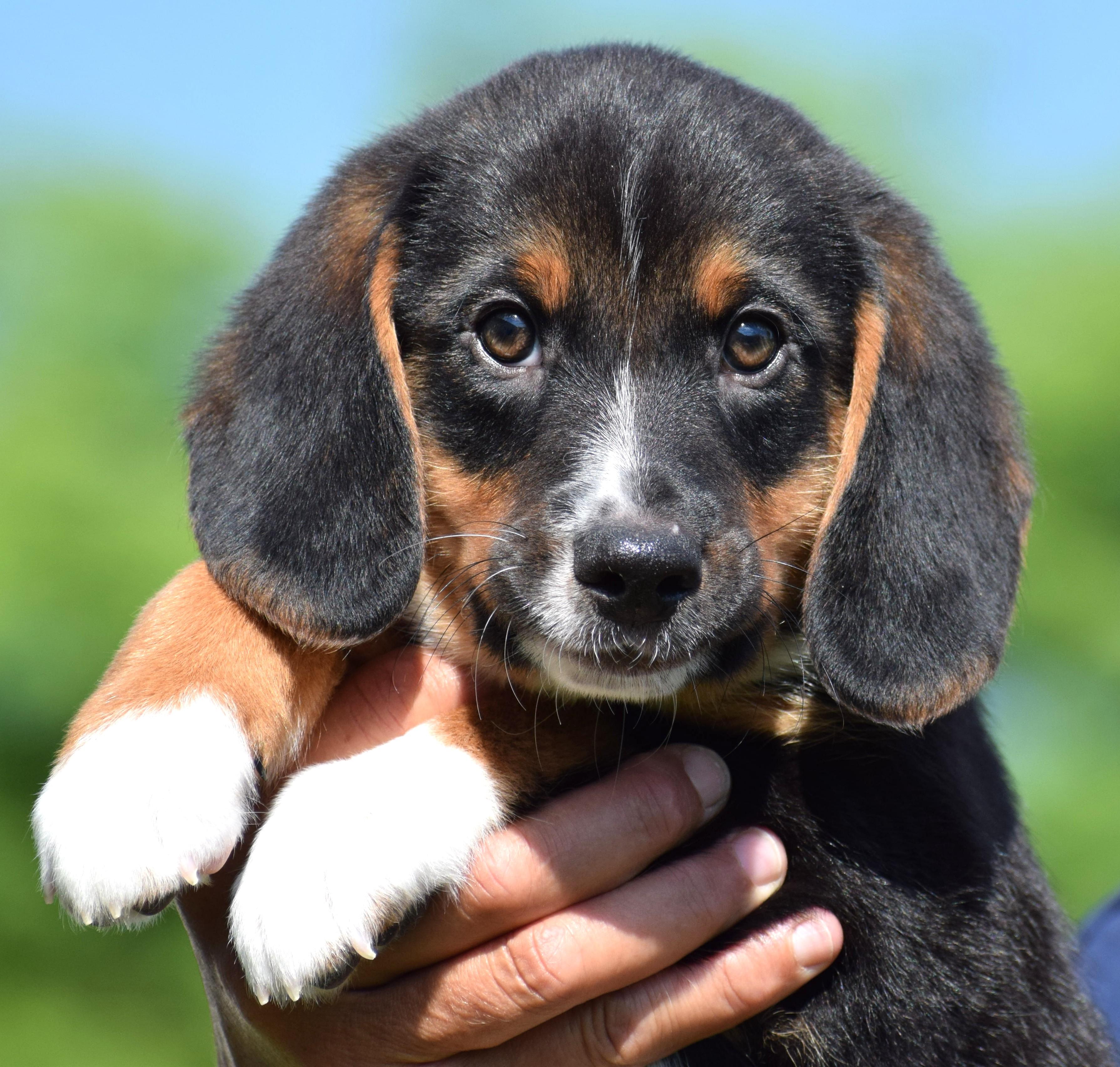 Boston-Available www.lhar.dog to apply, adoptable, Puppy Male Beagle.