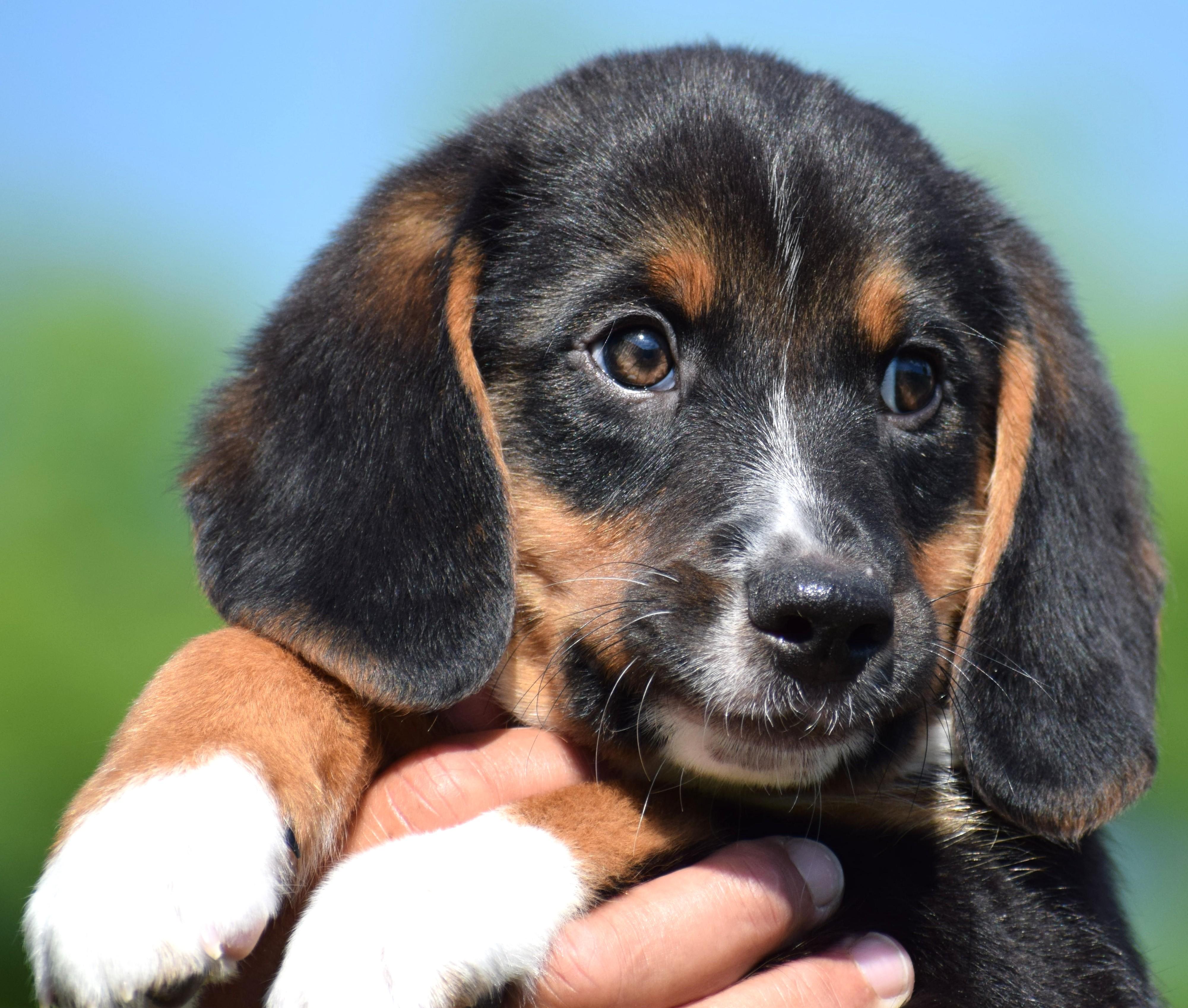 Enlarge Boston-Available www.lhar.dog to apply, an adoptable mixed breed in Frederick, MD image 6/6