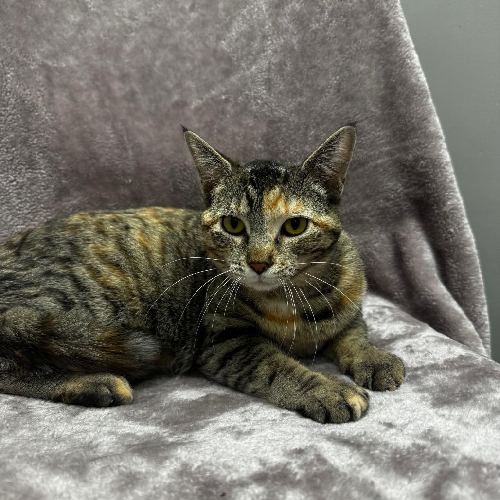 Ellie, Adoptable, Young Female Domestic Short Hair.