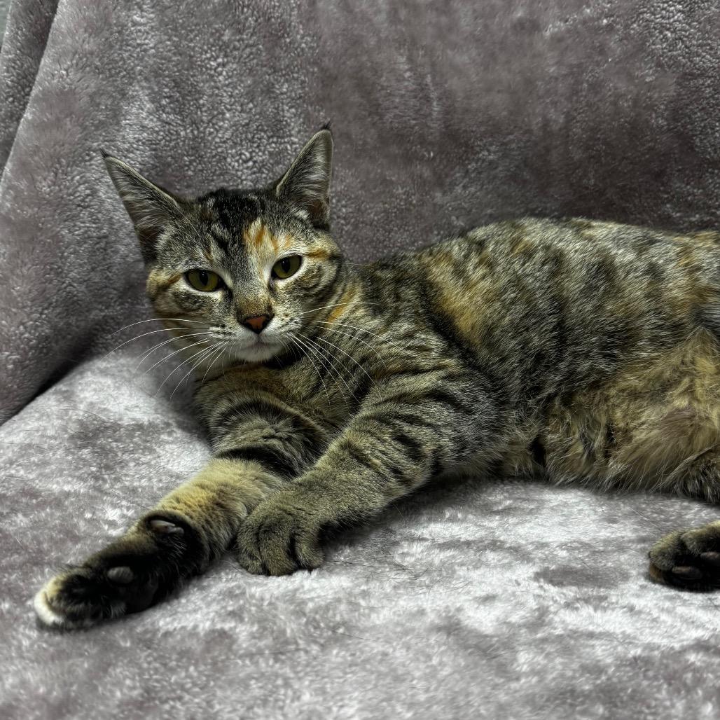 Ellie, a Adoptable Domestic Short Hair in Brookfield, WI image 2/2