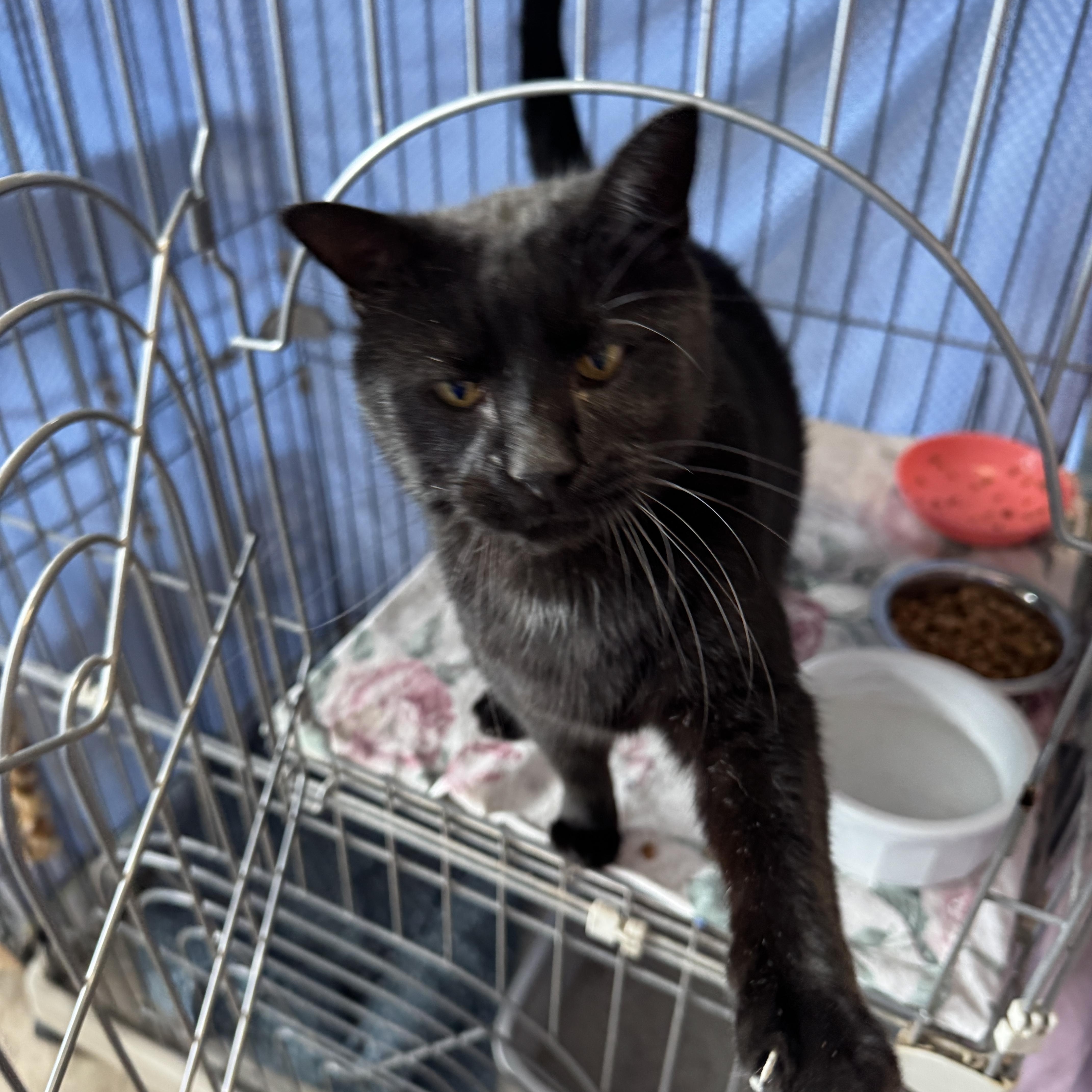Zekey, Adult Male Domestic Short Hair