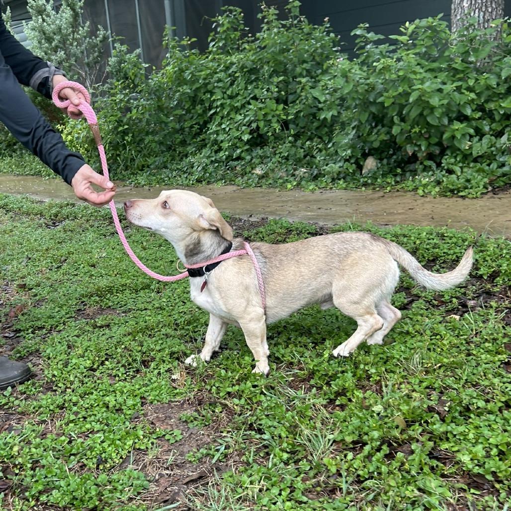 Enlarge Frankie, a Adoptable mixed breed in Wimberley, TX image 1/6
