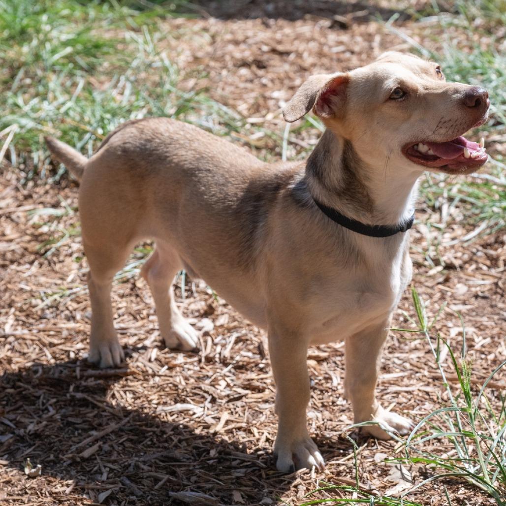 Enlarge Frankie, a Adoptable mixed breed in Wimberley, TX image 2/6