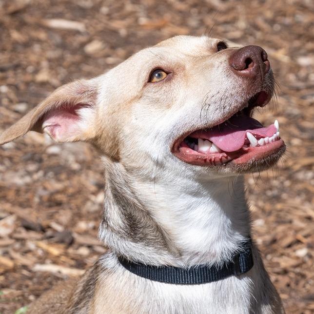 Enlarge Frankie, a Adoptable mixed breed in Wimberley, TX image 3/6