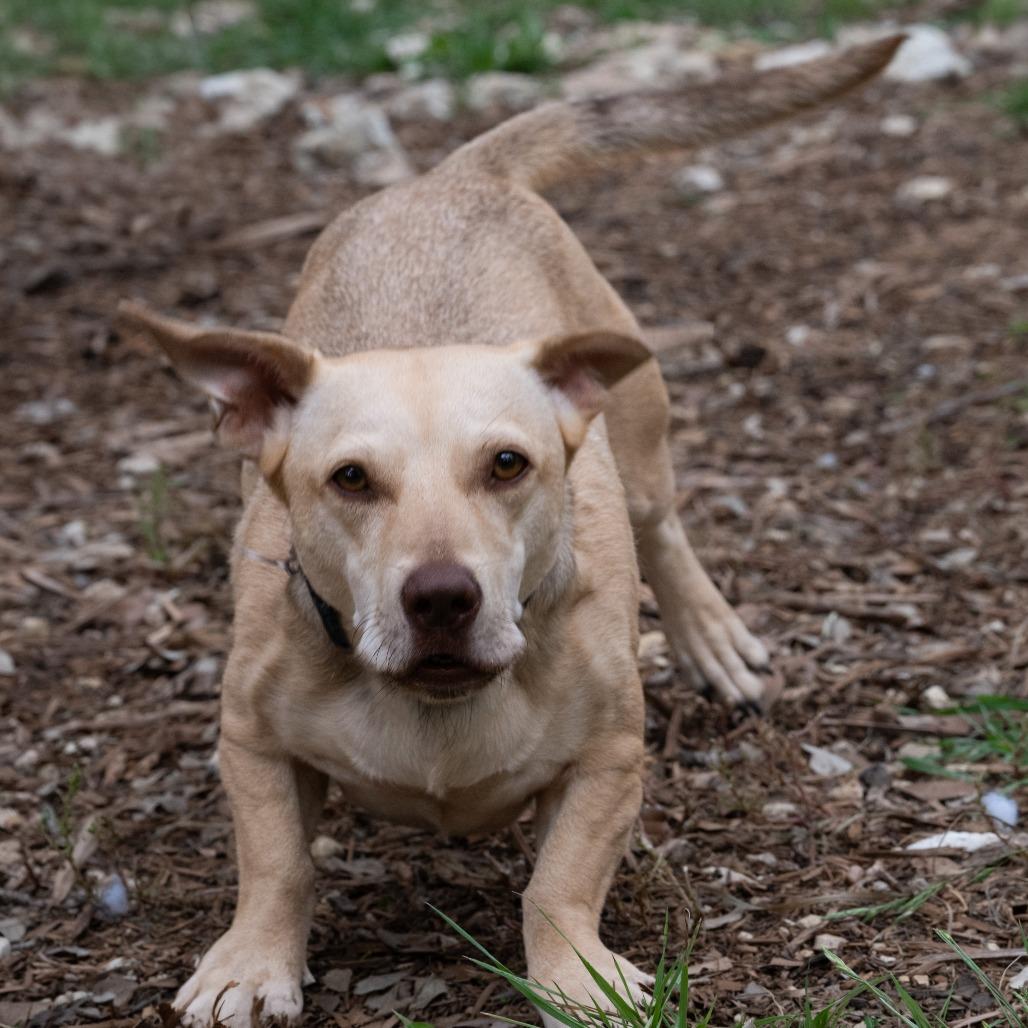 Enlarge Frankie, a Adoptable mixed breed in Wimberley, TX image 2/6
