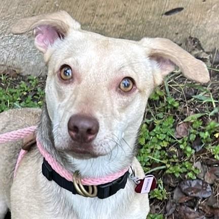 Enlarge Frankie, a Adoptable mixed breed in Wimberley, TX image 4/6