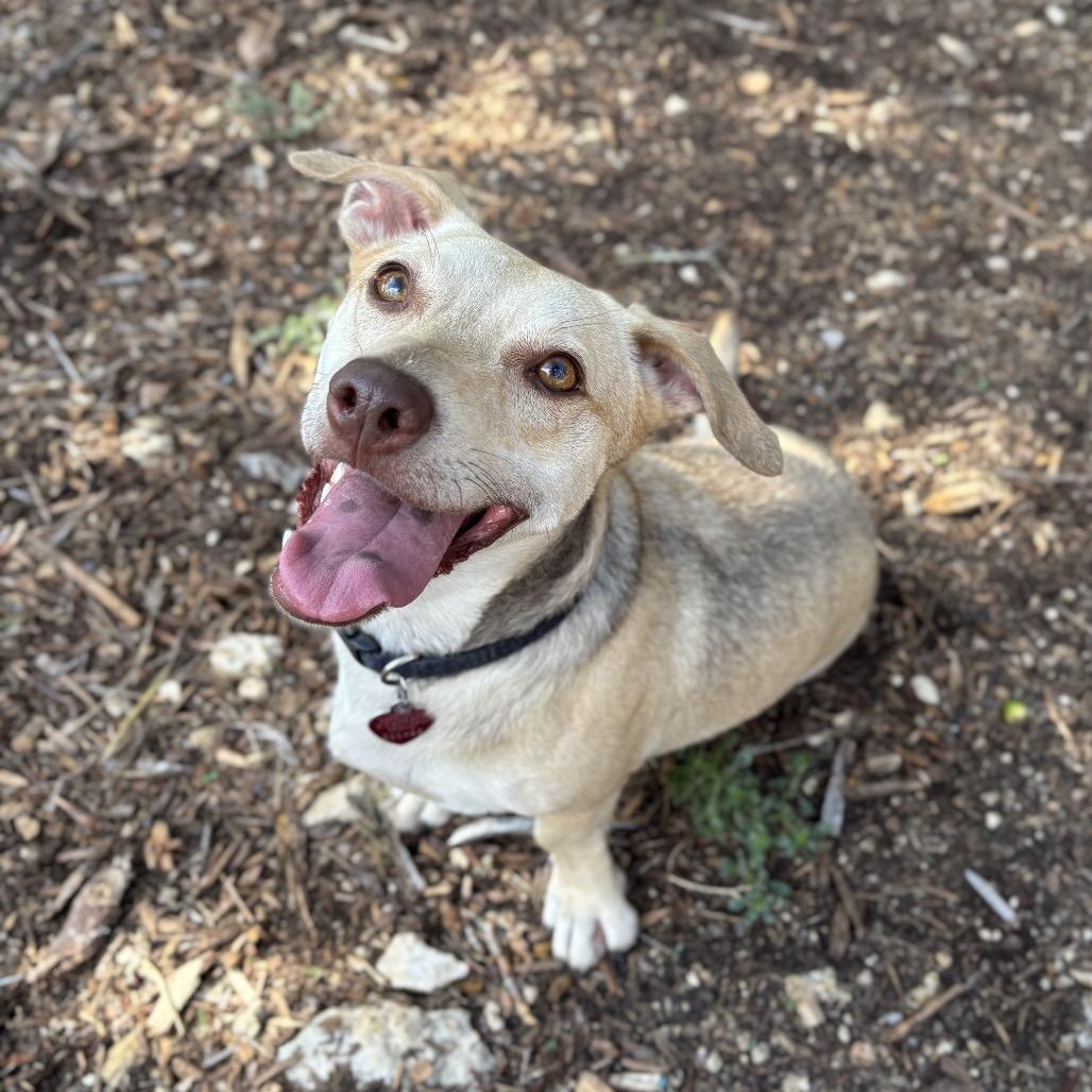 Enlarge Frankie, a Adoptable mixed breed in Wimberley, TX image 3/6