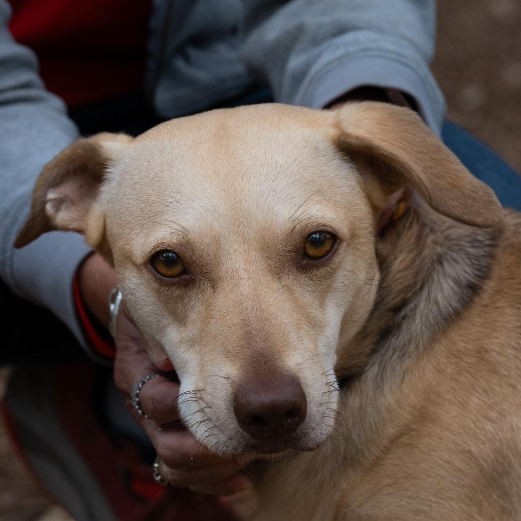 Enlarge Frankie, a Adoptable mixed breed in Wimberley, TX image 4/6