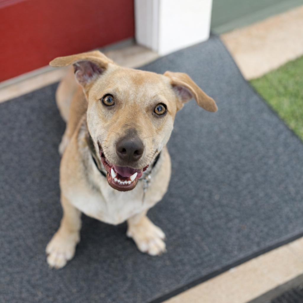 Enlarge Frankie, a Adoptable mixed breed in Wimberley, TX image 4/6