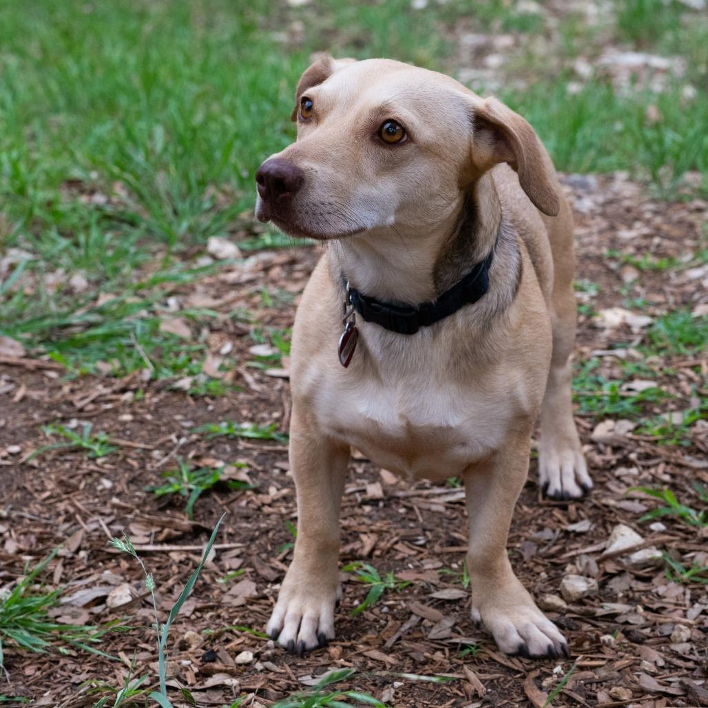 Enlarge Frankie, a Adoptable mixed breed in Wimberley, TX image 5/6